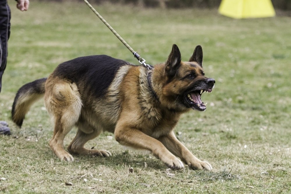 Aggressive German shepherd on training.