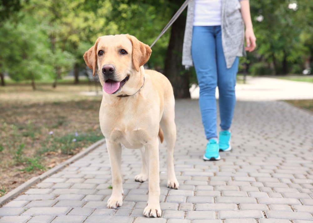 Woman strolling in the park with her dog on a leash.