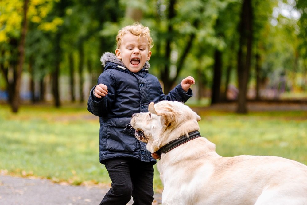 child attacked by a dog