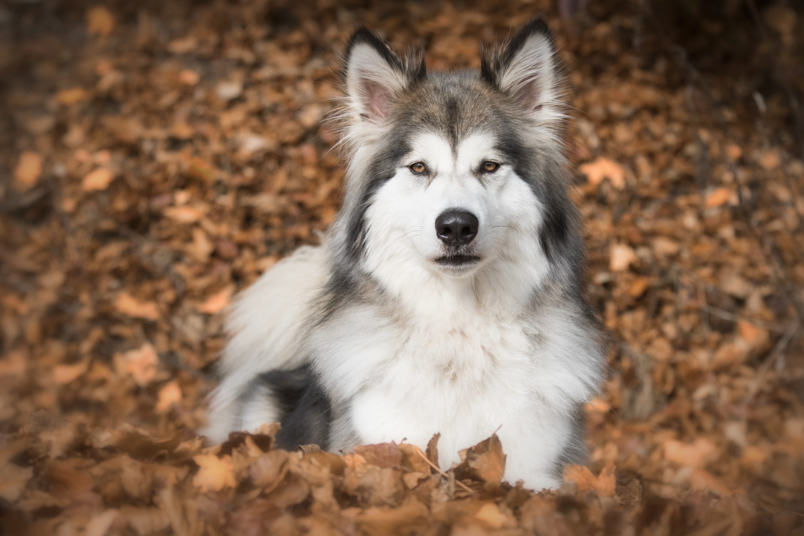 Wolf hybrid sitting at the ground.