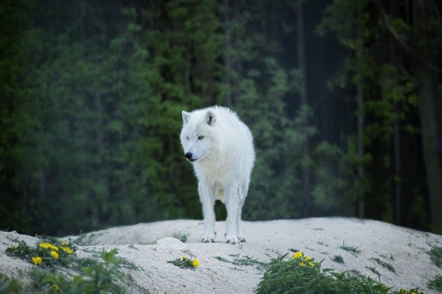 wolf standing on rock