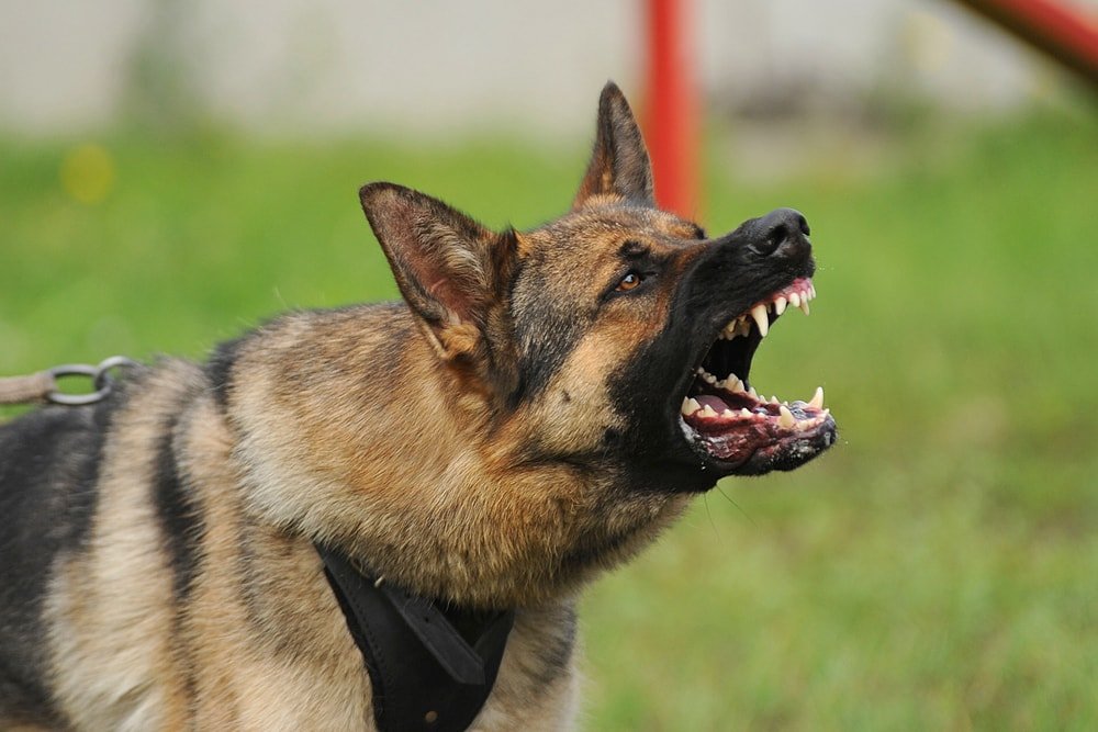 Aggressive dog barking strongly