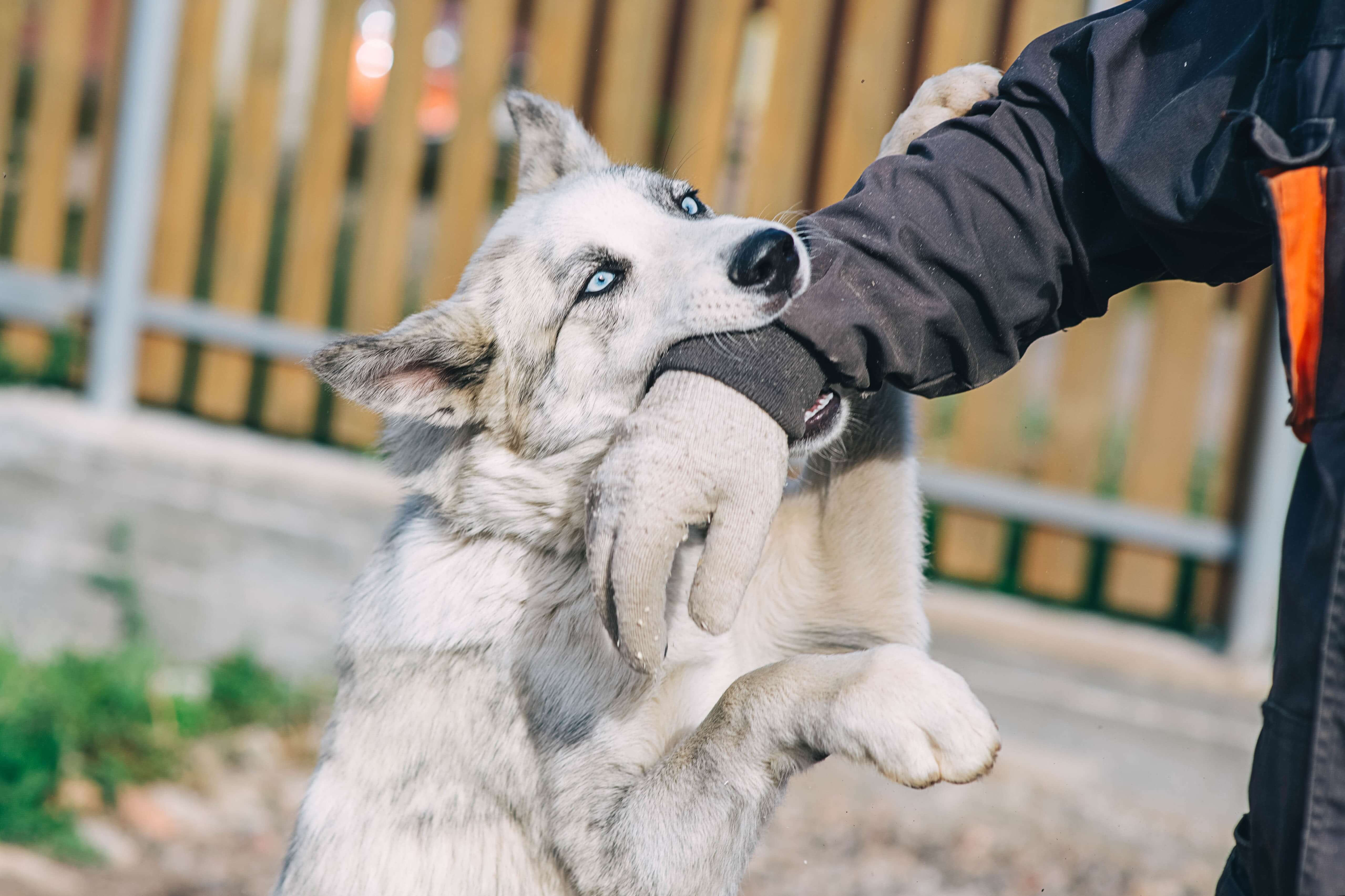 A dog bites a stranger's arm in Indiana.