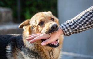 Aggressive dog biting on stranger's arm.