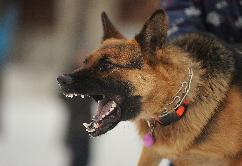 Aggressive german shepherd barking at stranger.