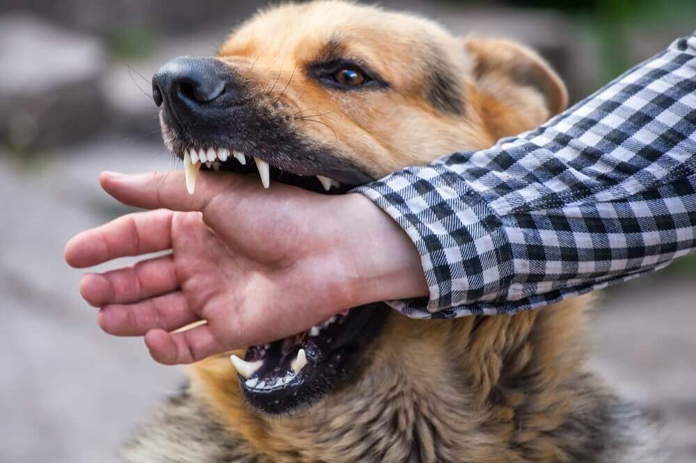 German shepherd dog biting hand of the stranger.