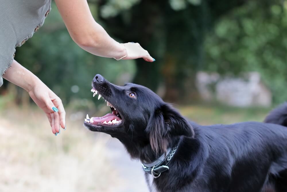 Aggressive dog attacking a young caucasian woman.