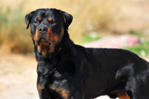 Rottweiler in coniferous forest close-up on a sunny day