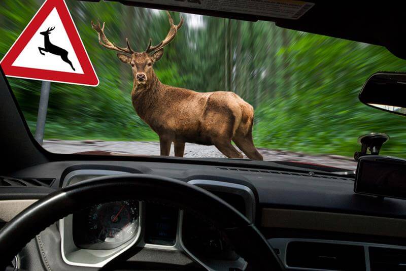 Deer crossing the road with the deer sign warning.