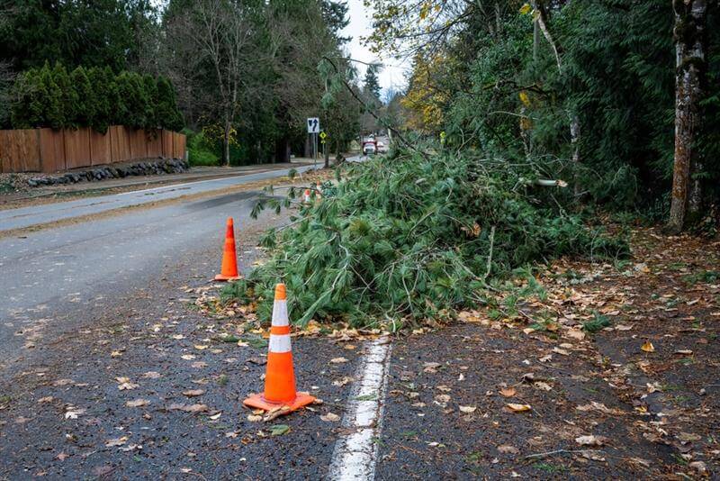 Traffic trouble on the road after a big windstorm, broken off tree on the road.