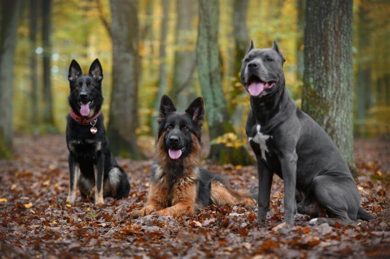 Two German shepherds and a Staffordshire terrier dog in the autumn forest.