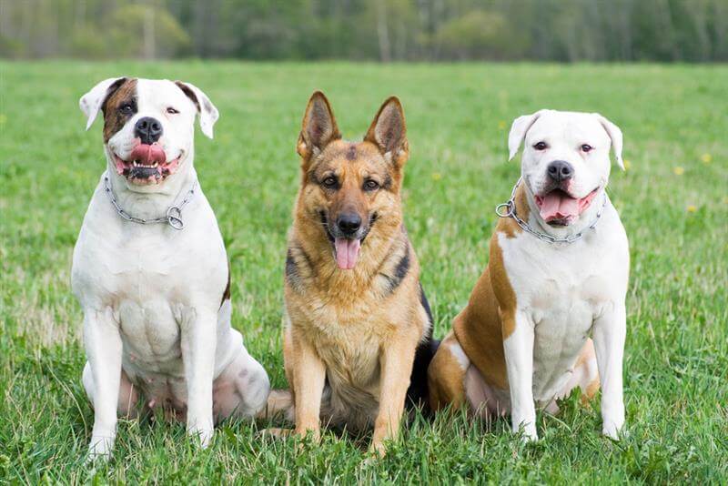 Germany shepherd and two American bulldogs sitting on the grass.