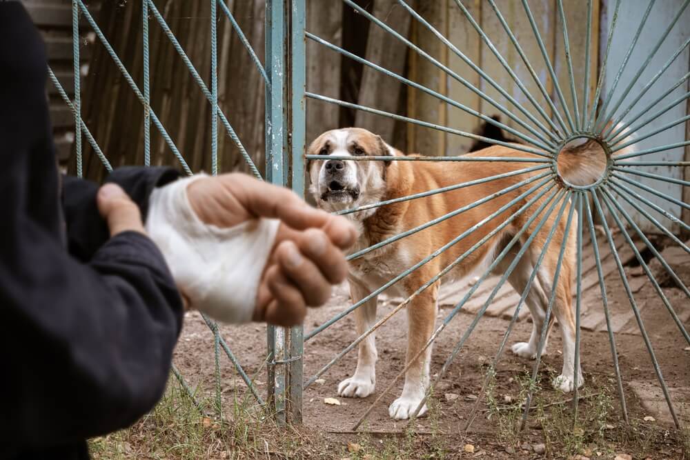 Angry dog barking at injured stranger from dog bites.